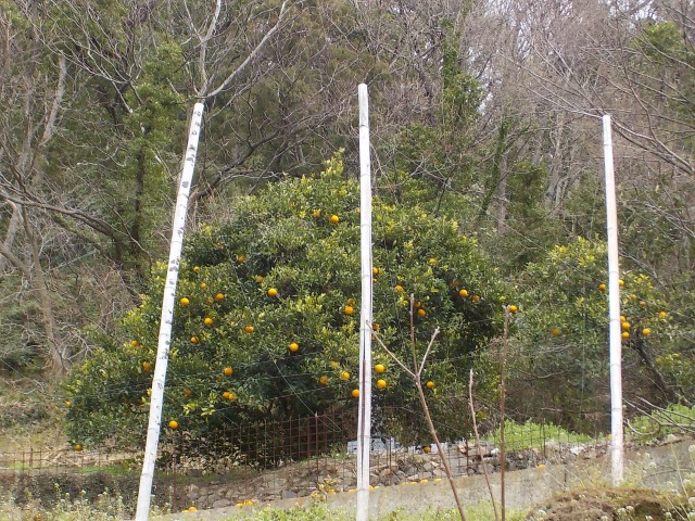 イメージ 6