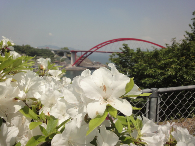 イメージ 5
