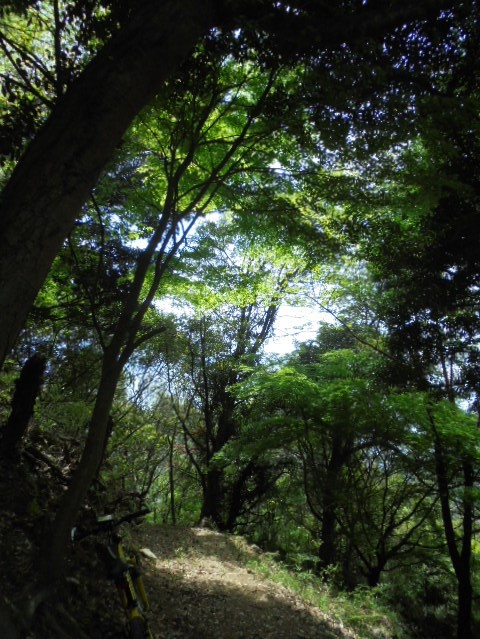 イメージ 6