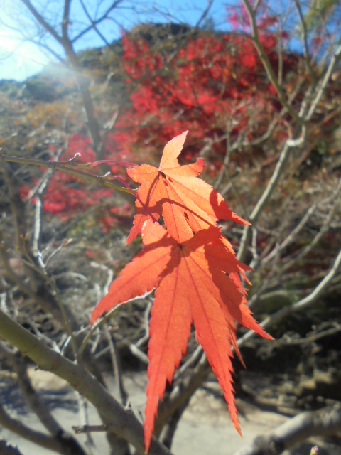 イメージ 12