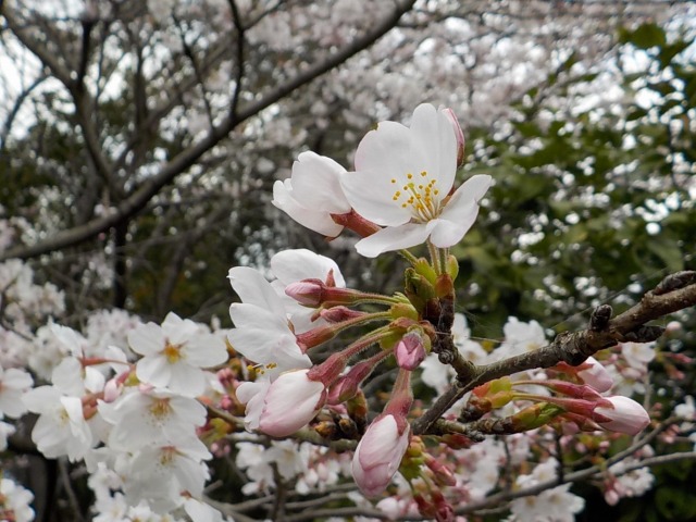 イメージ 2