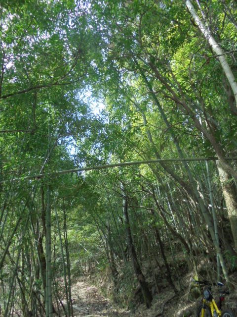 イメージ 6