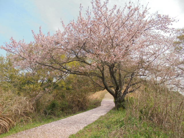 イメージ 6