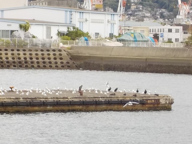 f:id:gotoblueseabicycle:20191013012007j:plain f:id:gotoblueseabicycle:20191013012007j:plain