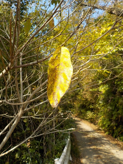 f:id:gotoblueseabicycle:20191110085344j:plain