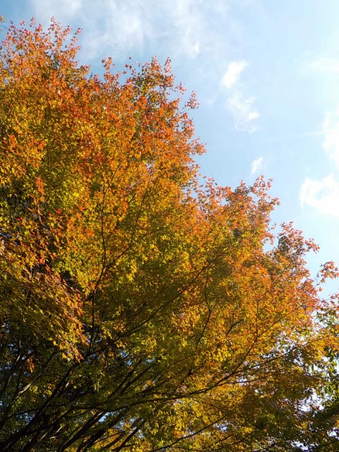 f:id:gotoblueseabicycle:20191110085442j:plain