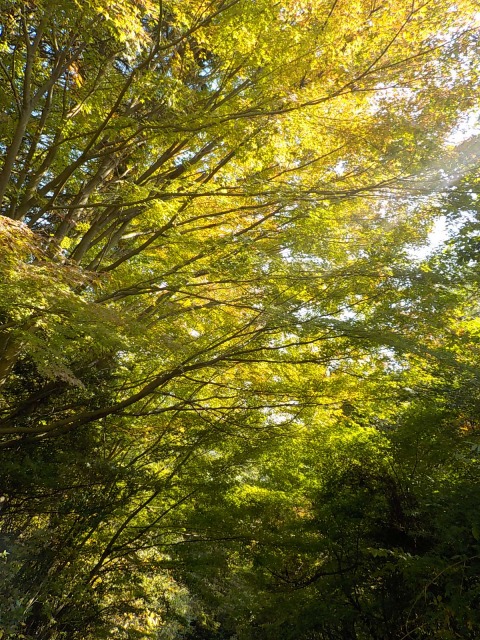 f:id:gotoblueseabicycle:20191110085458j:plain