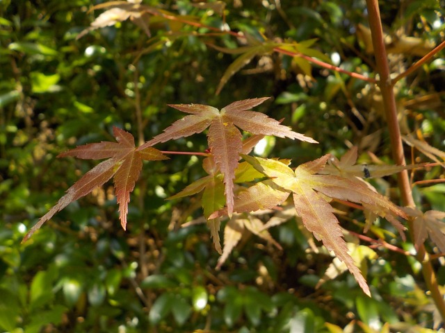 f:id:gotoblueseabicycle:20191110085514j:plain