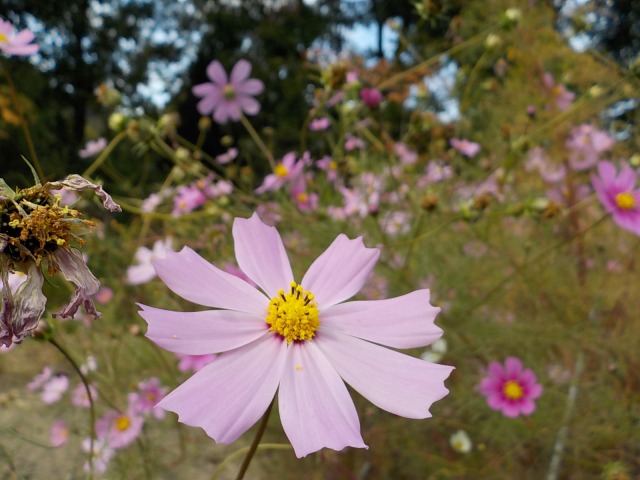f:id:gotoblueseabicycle:20191110085528j:plain