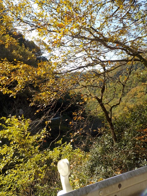 f:id:gotoblueseabicycle:20191117094034j:plain