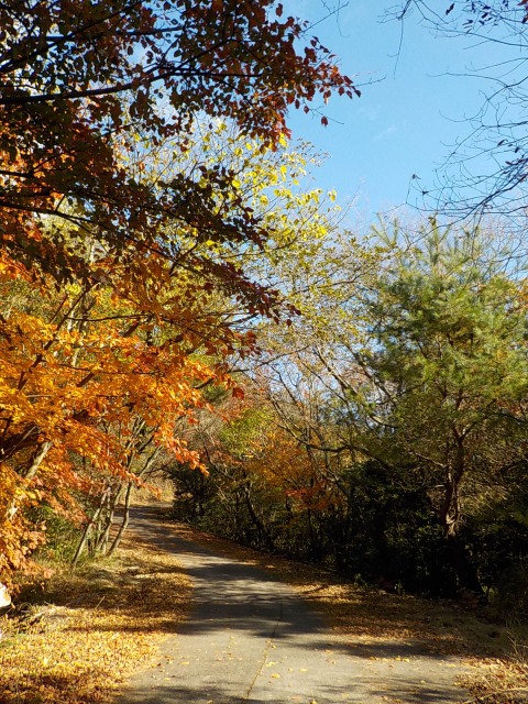 f:id:gotoblueseabicycle:20191201093659j:plain