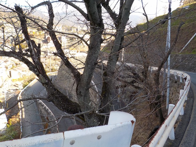 f:id:gotoblueseabicycle:20200112092913j:plain
