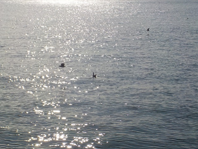 f:id:gotoblueseabicycle:20200112092959j:plain