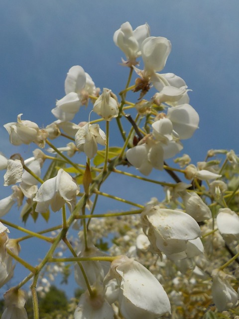 f:id:gotoblueseabicycle:20200506092807j:plain