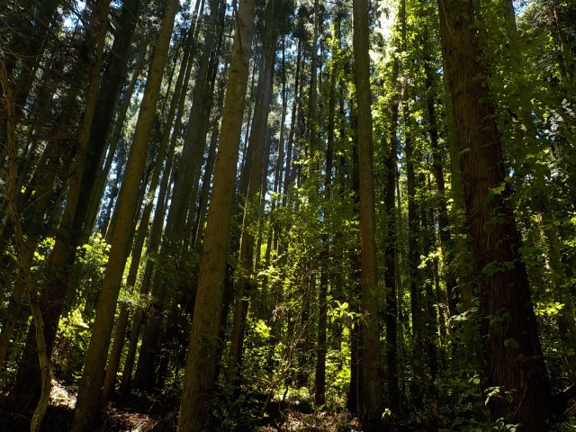 f:id:gotoblueseabicycle:20200510083132j:plain f:id:gotoblueseabicycle:20200510083132j:plain