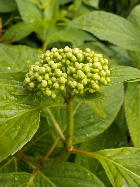 f:id:gotoblueseabicycle:20200517095031j:plain f:id:gotoblueseabicycle:20200517095031j:plain