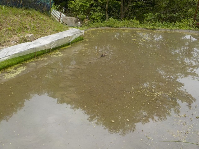 f:id:gotoblueseabicycle:20200517095051j:plain f:id:gotoblueseabicycle:20200517095051j:plain