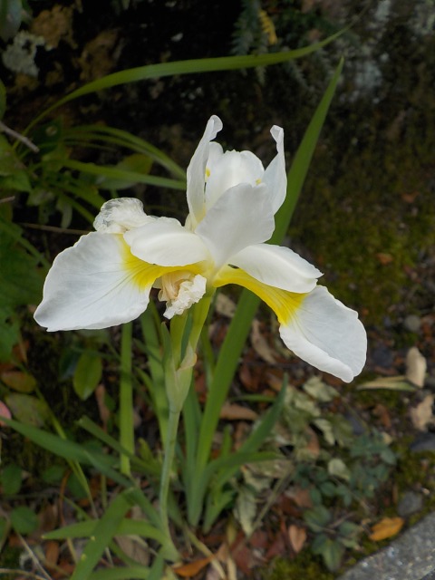 f:id:gotoblueseabicycle:20200524095725j:plain