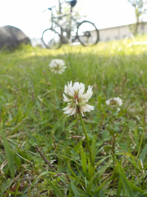 f:id:gotoblueseabicycle:20200524095836j:plain