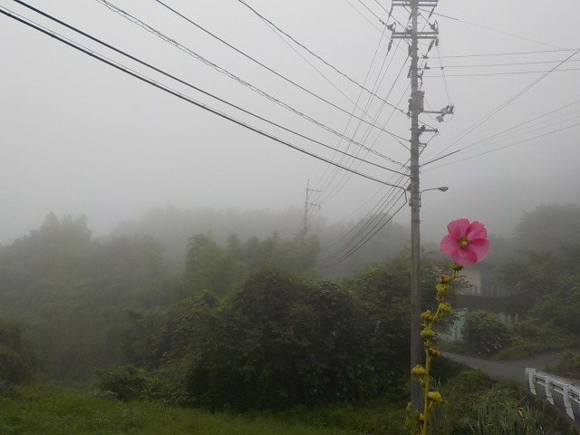 f:id:gotoblueseabicycle:20200712070857j:plain