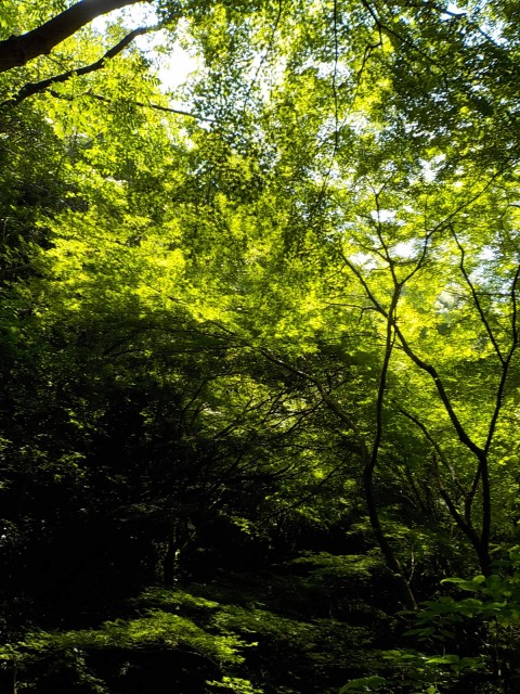 f:id:gotoblueseabicycle:20200719084123j:plain