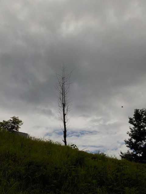 f:id:gotoblueseabicycle:20200726083257j:plain