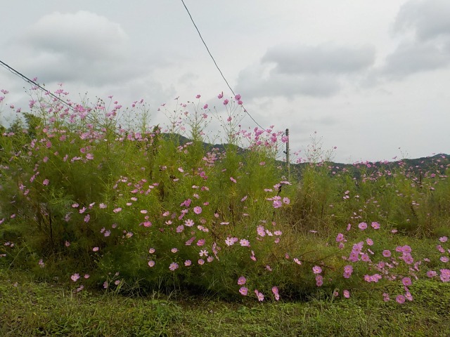 f:id:gotoblueseabicycle:20201004075947j:plain