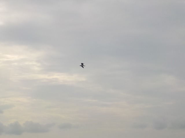 f:id:gotoblueseabicycle:20201004080520j:plain