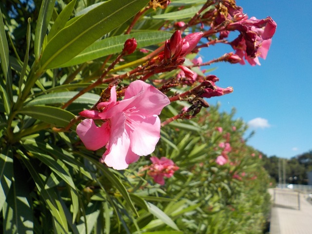 f:id:gotoblueseabicycle:20201025084306j:plain f:id:gotoblueseabicycle:20201025084306j:plain