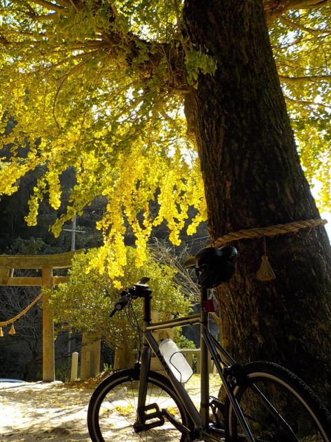 f:id:gotoblueseabicycle:20201115080012j:plain