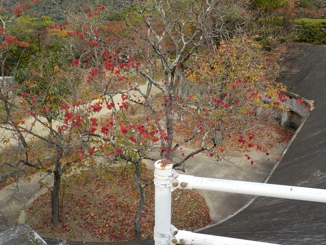 f:id:gotoblueseabicycle:20211107020324j:plain