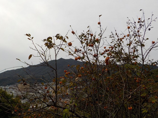 f:id:gotoblueseabicycle:20211107020341j:plain