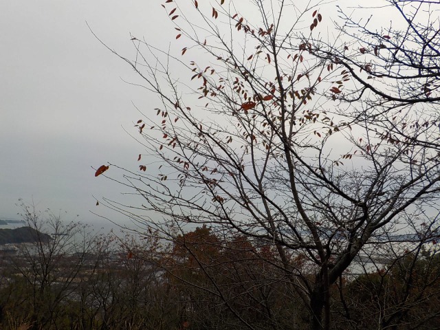 f:id:gotoblueseabicycle:20211107020415j:plain