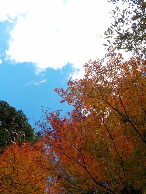 f:id:gotoblueseabicycle:20211114091431j:plain