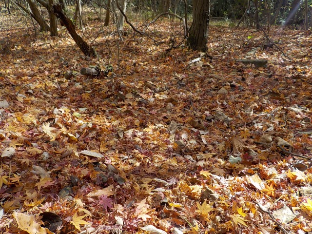 f:id:gotoblueseabicycle:20211205085421j:plain