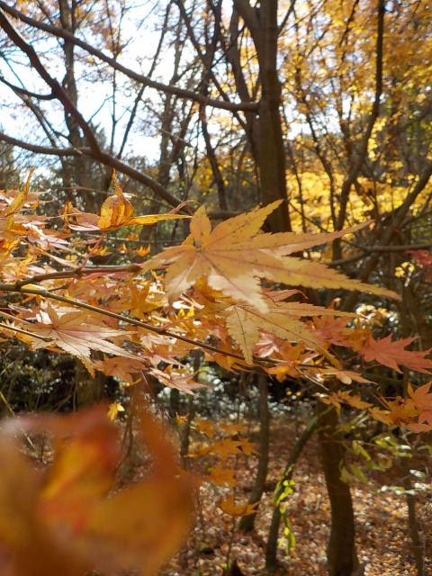 f:id:gotoblueseabicycle:20211205085438j:plain