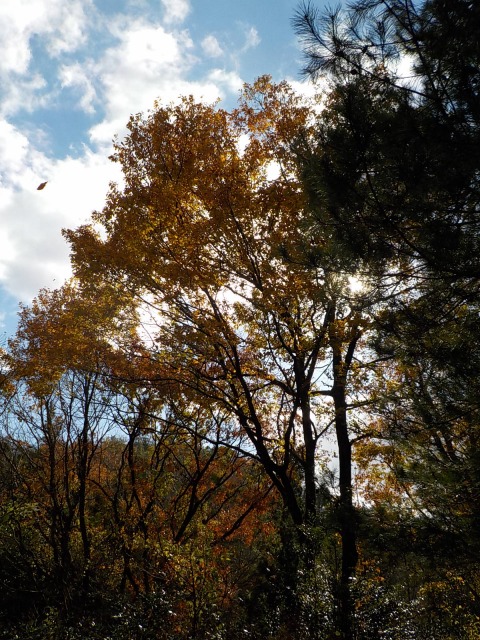 f:id:gotoblueseabicycle:20211205085520j:plain