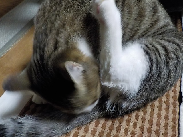 f:id:gotoblueseabicycle:20220118050638j:plain