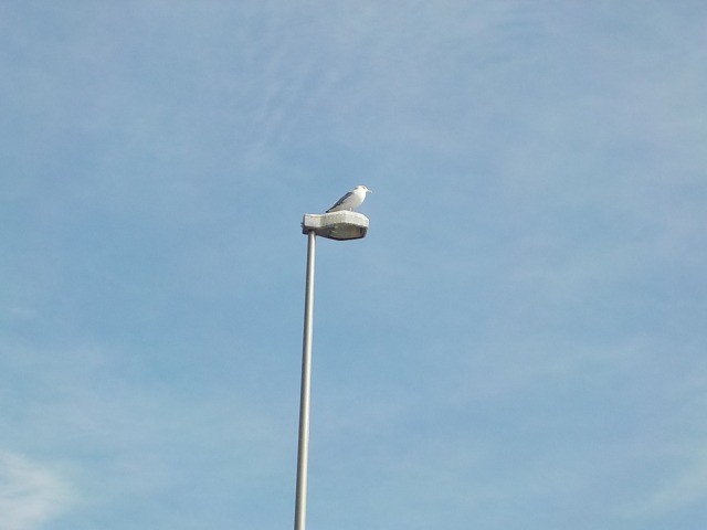 f:id:gotoblueseabicycle:20220130082613j:plain