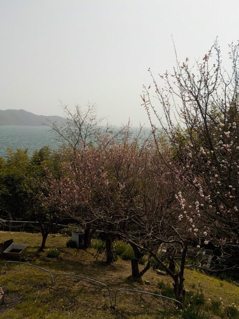f:id:gotoblueseabicycle:20220306075041j:plain