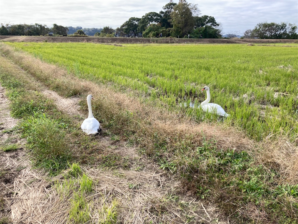 f:id:gotohitachidai8:20241117134718j:image