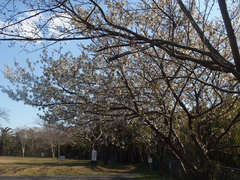 イメージ 7