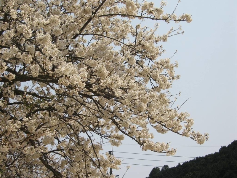 イメージ 8