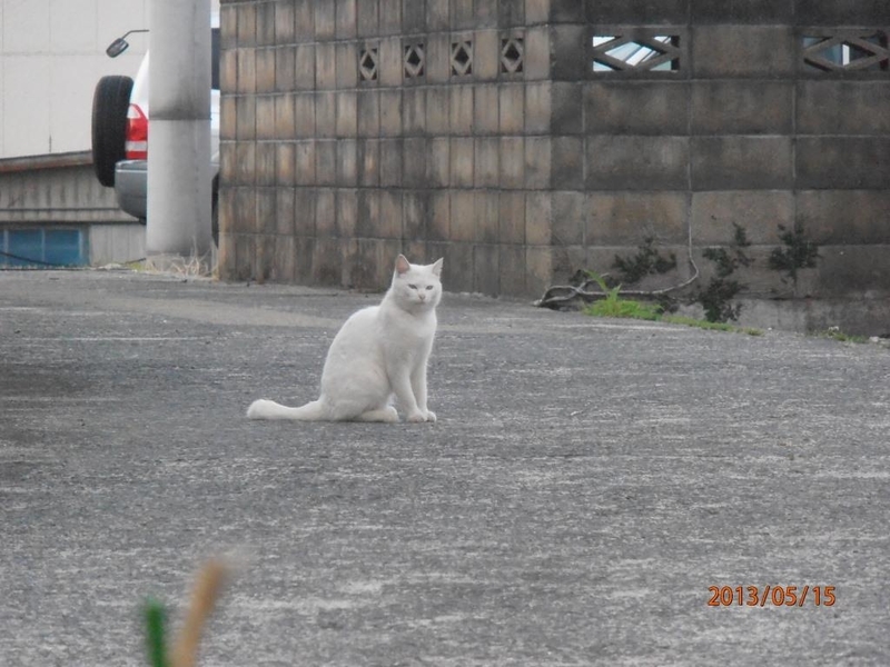 イメージ 8