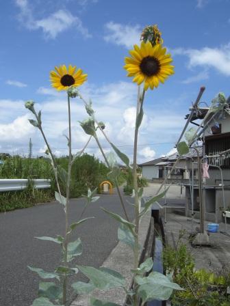 イメージ 1