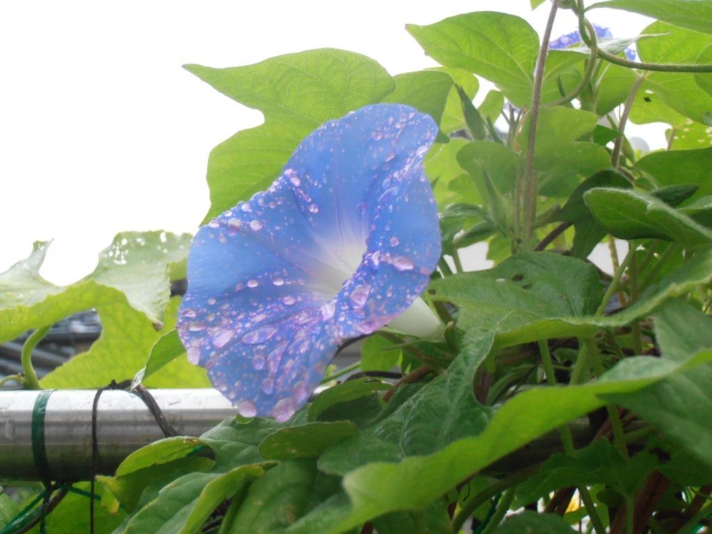f:id:gotoshikari:20210905145240j:plain