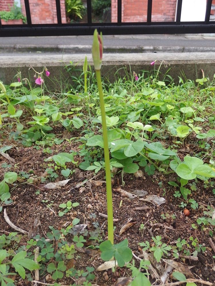 f:id:gotoshikari:20210911083537j:plain