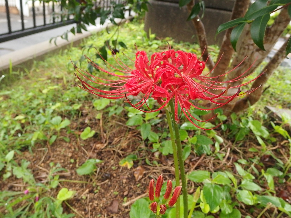 f:id:gotoshikari:20210912095845j:plain