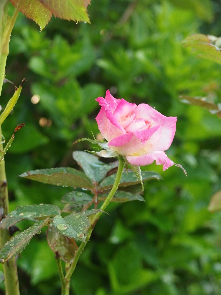 f:id:gotoshikari:20210926104622j:plain