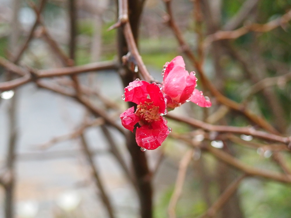 f:id:gotoshikari:20210927091405j:plain